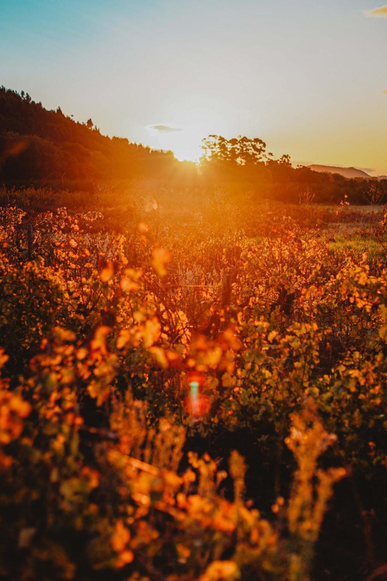 Basse Provence Country House Bed & Breakfast Franschhoek Dış mekan fotoğraf